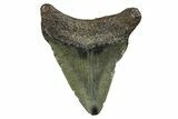 Juvenile Megalodon Tooth - North Carolina #376548-1